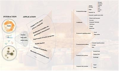 Interaction and Application of Molds and Yeasts in Chinese Fermented Foods